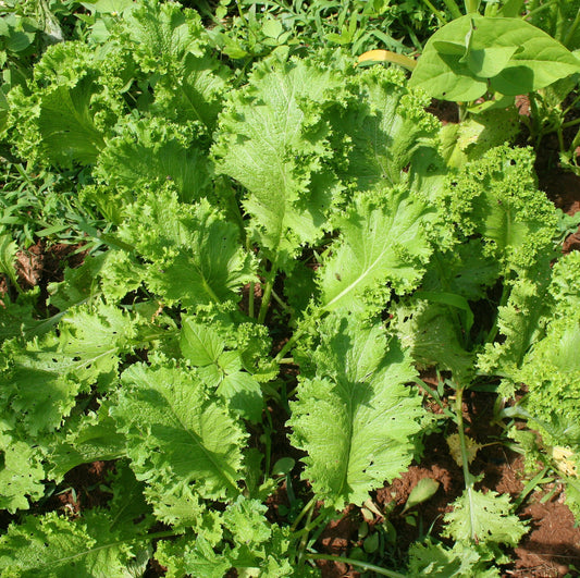 Mustard Greens.
