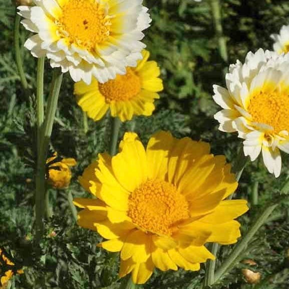 Pocket Garden, Edible Flowers
