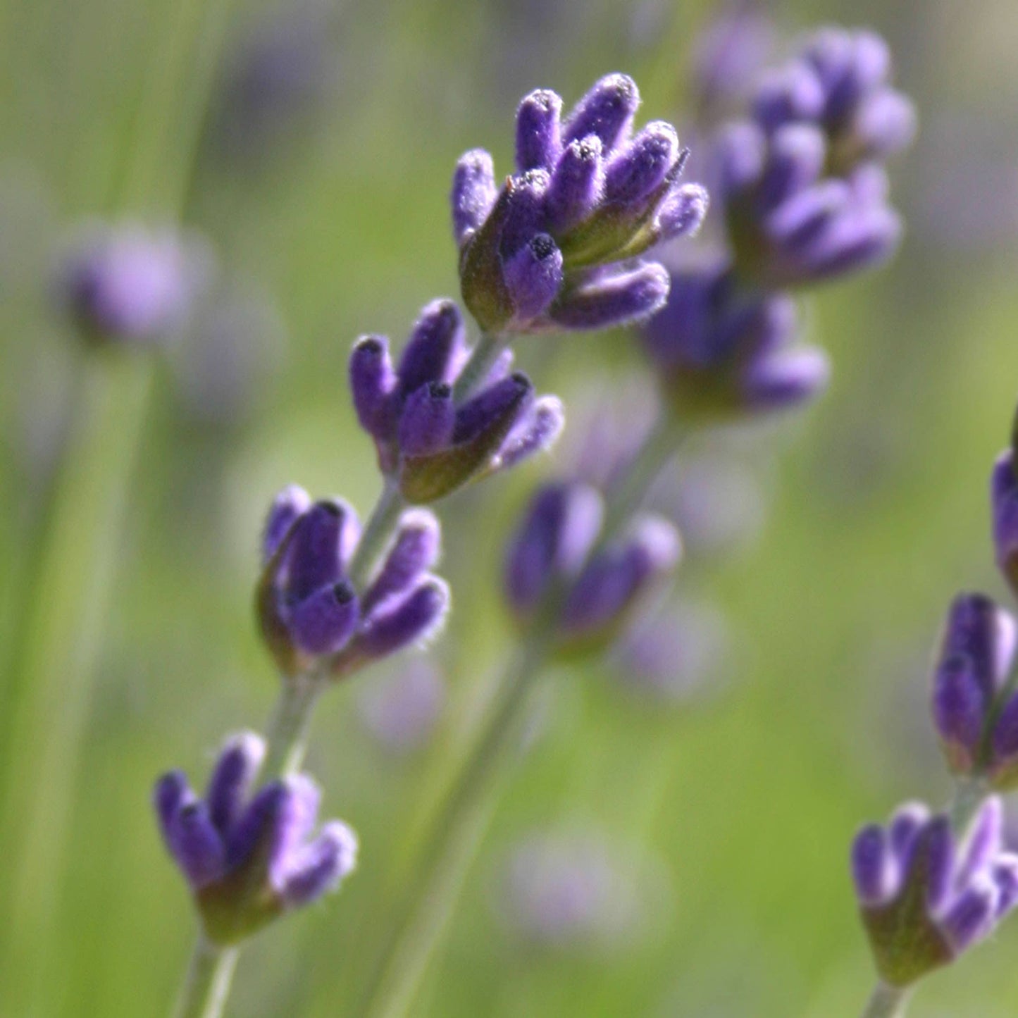 Pocket Garden, Herbal Tea