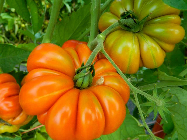 Seeds, Franchi Tomato Costoluto Fiorentino